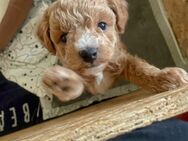 Pudel / Maltipoo - Bargfeld-Stegen