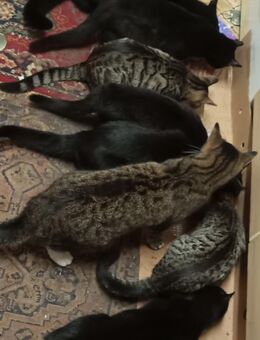 2 der Babys aus dem Mai 2025 möchte ich gern abgeben - Ückeritz