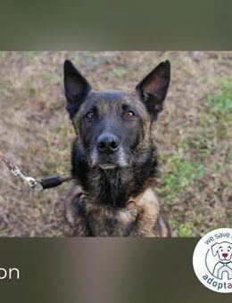Leon: Malinois-Fans aufgepasst! - Kirchzell