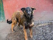 DOBBY - freundlich und lernwillig - Overath