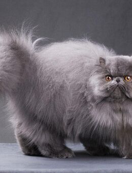 Liebe Perser-Katze gesucht - Iserlohn