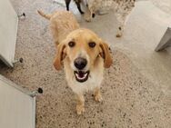 Willi - Zuhause mit ❤️gesucht - Grevenbroich