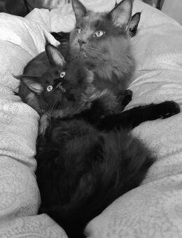 Reinrassigen Maine Coon Kitten, am 3 Juli geboren, die Cat- Altern XXXL große Katzen natürlich besitzen Stammbaum - Bielefeld Zentrum