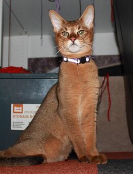 Chausie Kitten mit Stammbaum - Berlin