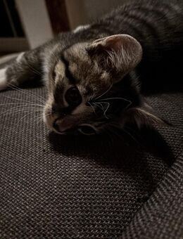 Kleines verspieltes Kätzchen - Paderborn