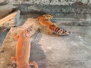 Dringend abzugeben 2 Leopardgecko Weibchen - Ilsede