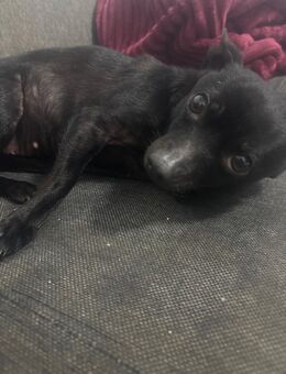 berta sucht ein neues Zuhause - Oldenburg