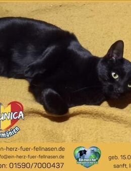 Miaunica wünscht sich ein Zuhause! - Waakirchen