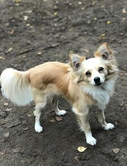 Zorrito, ein Zwerg auf der Suche - Lich