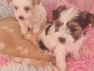 ❤️ Nur noch 2 kleine Biewer Yorkshire Terrier-Welpen ❤️(golden dust)und dreifarbig - Bad Frankenhausen (Kyffhäuser)