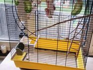 Wellensitich Paar sucht !!!DRINGEND!!! neues zuHause - Kassel