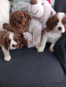 Reinrassige Cavalier King Charles Spaniel welpen - München