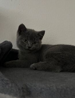 Verspieltes BKH Kittenmädchen abzugeben – ab 15.11.2025 abgabebereit - Mülheim (Ruhr)