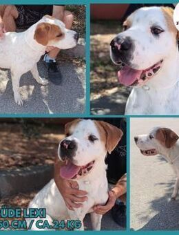 Shar Pei Mischling Lexi sucht.... - Margetshöchheim