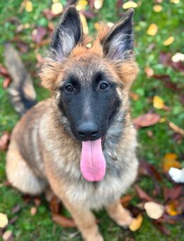 Groenendael/altdeutscheschäferhündin - Siegen (Universitätsstadt)