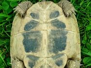 Griechische Landschildkröten Testudo Hermanni zu verkaufen - Sprockhövel