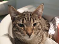 Kater sucht liebevolles zuhause - Bad Schwartau