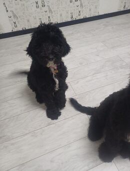 3 Shepadoodles Welpen suchen liebevolles zuhause - St. Margrethen SG