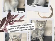 4 Hübsche BKH Kitten Mix abzugeben. - Sulingen
