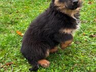 Australian Shepherd-Mix Welpen - Hagenow