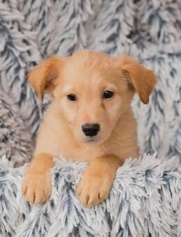 Welpenmädel Laetizia 💕 - Laufen