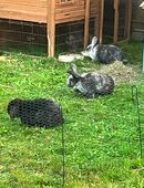 Lina und Möhrchen suchen ein neues Zuhause in 75210