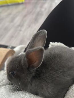 3 Geschwister Kaninchen - Düsseldorf