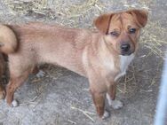 Jola ist ein treues Seelchen 🐾 - Elsdorf (Nordrhein-Westfalen)