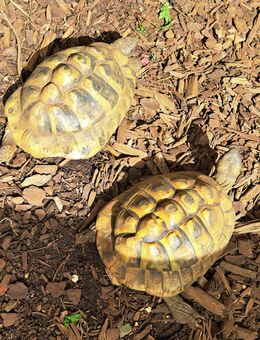 Grichische Landschildkröte ID 1725 - Dinslaken Zentrum