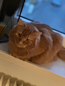 Main Coon Mix Kater - Hanau (Brüder-Grimm-Stadt)