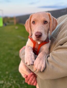 Labrador Welpen Junge Rüde weiß Champagner Düsseldorf Köln Abholbereit - Viersen