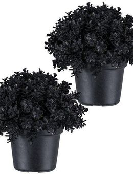 Kunstpflanze Eukalyptus, Creativ green, Höhe 13 cm, in Kugelform