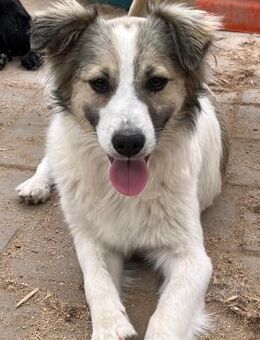 💜Herziges Hundemädchen Anna💜 - Eislingen (Fils)