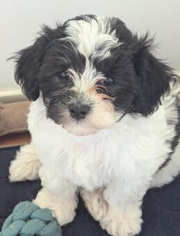 Hunde Welpe maltipoo - Hilst