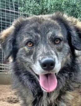 LUIGI - unser Italiener mit viel Charme - Dänischenhagen