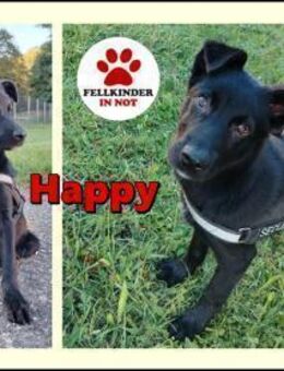 Welpe Happy sucht Zuhause im Glück - Margetshöchheim