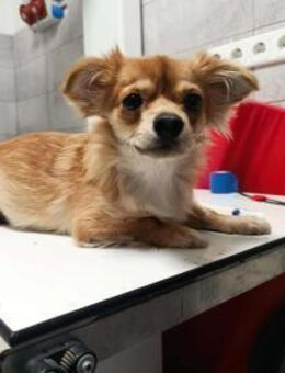 Hella 1-jährige Chihuahua Hündin sucht l - Kassel