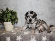 Alternativ Bulldogge Welpen suchen Zuhause - Bad Salzungen