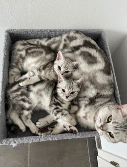Bkh tabby Kitten Britisch Kurzhaar Black Silver Whiskas - Lohne (Oldenburg) Zentrum