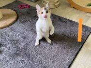 Liebevolle Katzenkinder BKH Mix zu verkaufen - Ohrdruf