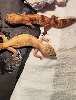 Leopardgeckos / Eublepharis macularius - Potsdam