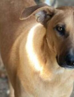 Pitt hat schon viel Zeit verschwendet 🐾 - Elsdorf (Nordrhein-Westfalen)