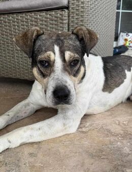 Treuer Milan - Tholey