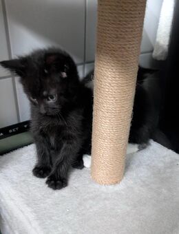 Maine Coon-BKH Kitten - Neuruppin