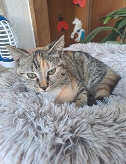Evi Kitty ca. 5 monte - Crailsheim