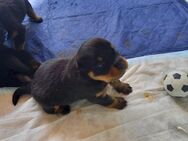 9 gesunde Rottweiler Babys suchen ein neues Zuhause - Beverstedt