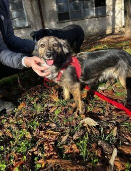 Unglaublich liebe soziale kleine TITA ♥️ - München