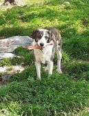 die liebe Iris sucht Familienanschluss in 94107