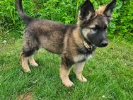 Schäferhund Welpe - Rüde