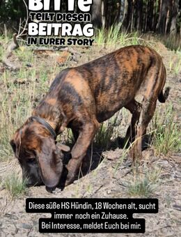 Hannoveranischer Schweisshund - Ducherow